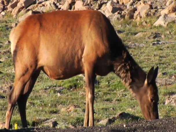 Alce Selvatico nelle Montagne Rocciose — Video Stock